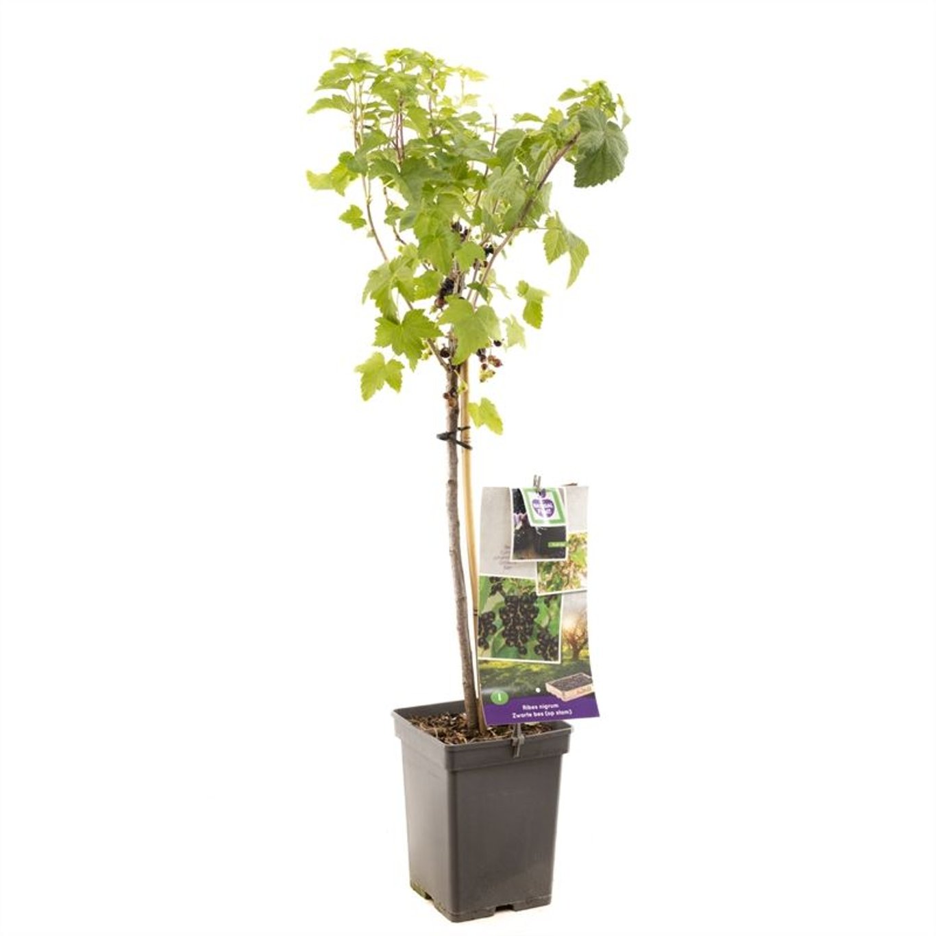 Ribes nigrum Zwarte Bes - 60 CM Stem C5